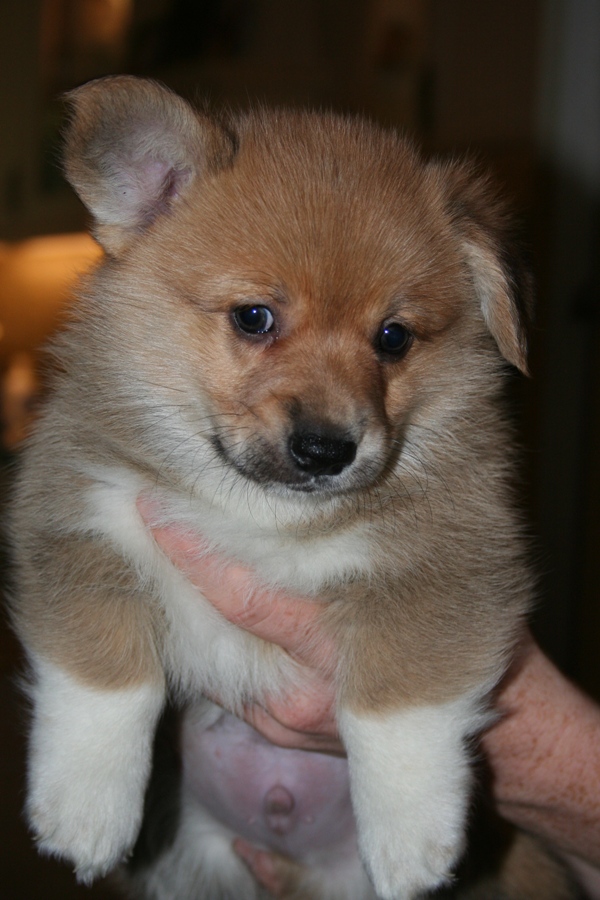 Puppies